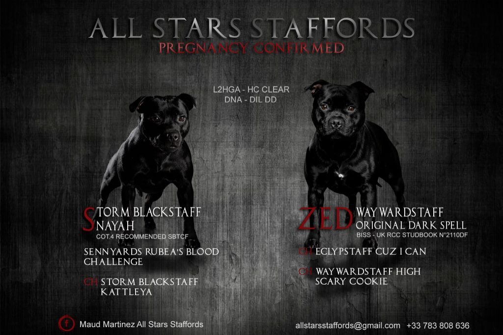 All Stars Staffords - STORM BLACKSTAFF NAYAH X WAYWARDSTAFF ORIGINAL DARK SPELL